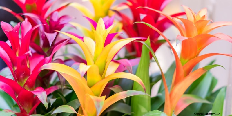 The Ultimate Guide to Houseplant Care: Watering Schedules & Top 20 Plants