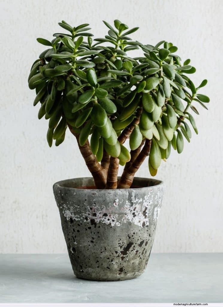 The Ultimate Guide to Houseplant Care: Watering Schedules & Top 20 Plants