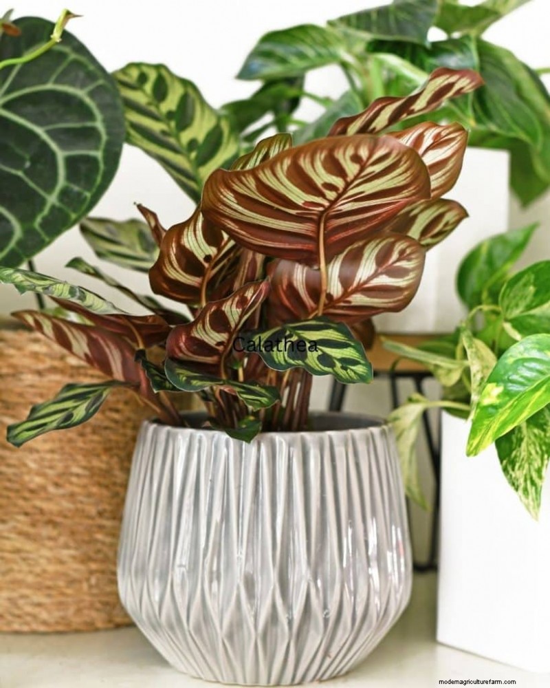 The Ultimate Guide to Houseplant Care: Watering Schedules & Top 20 Plants