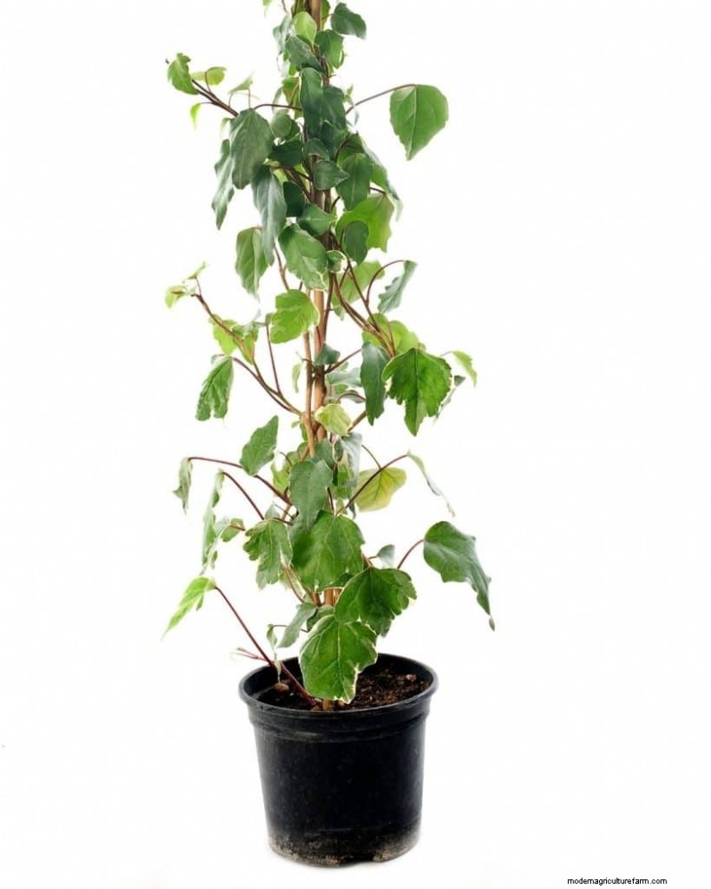 The Ultimate Guide to Houseplant Care: Watering Schedules & Top 20 Plants