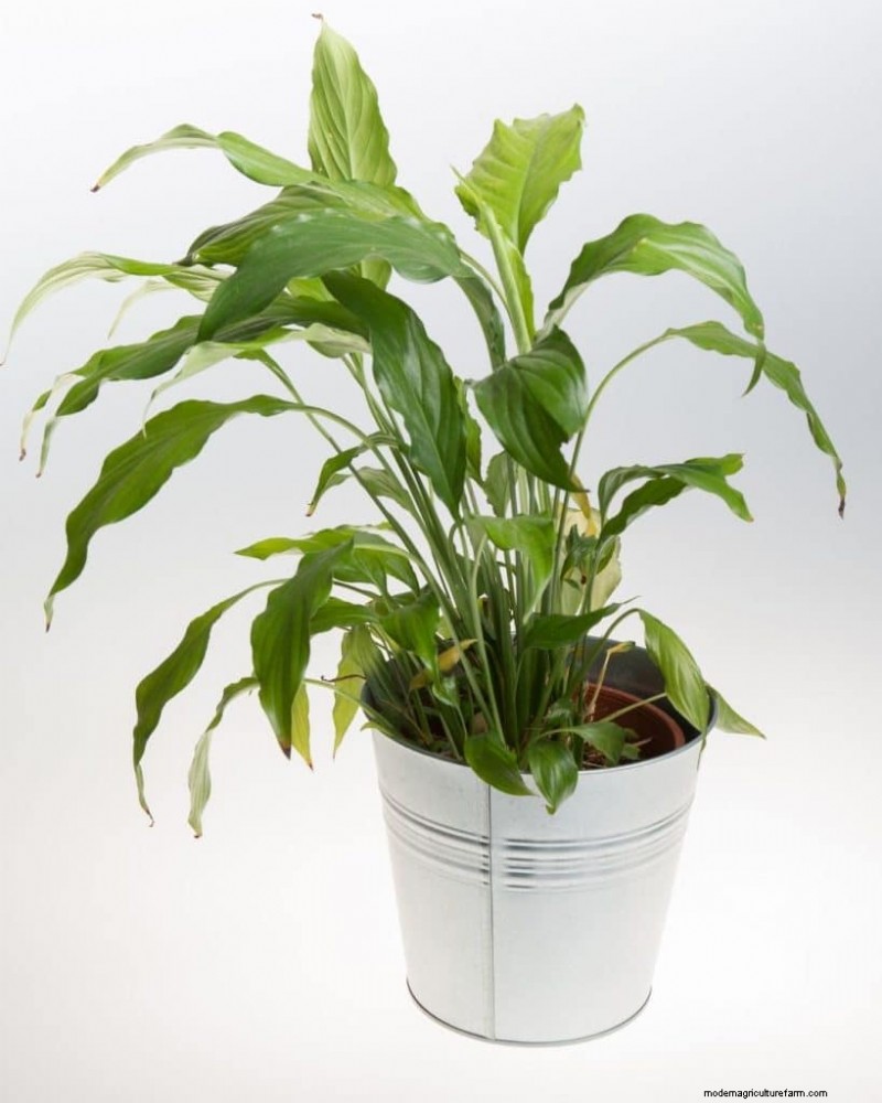 The Ultimate Guide to Houseplant Care: Watering Schedules & Top 20 Plants