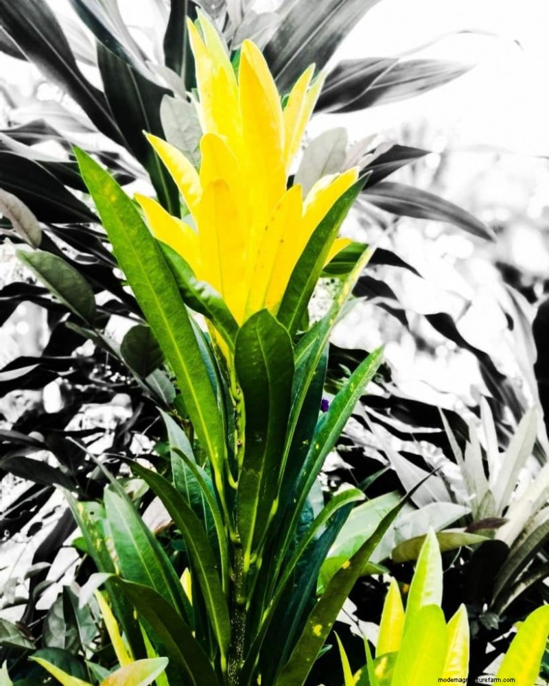 The Ultimate Guide to Houseplant Care: Watering Schedules & Top 20 Plants