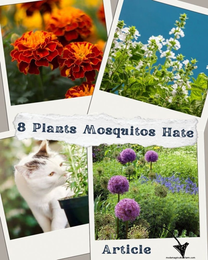 Mosquito-Repelling Plants: Create a Naturally Pest-Free Garden