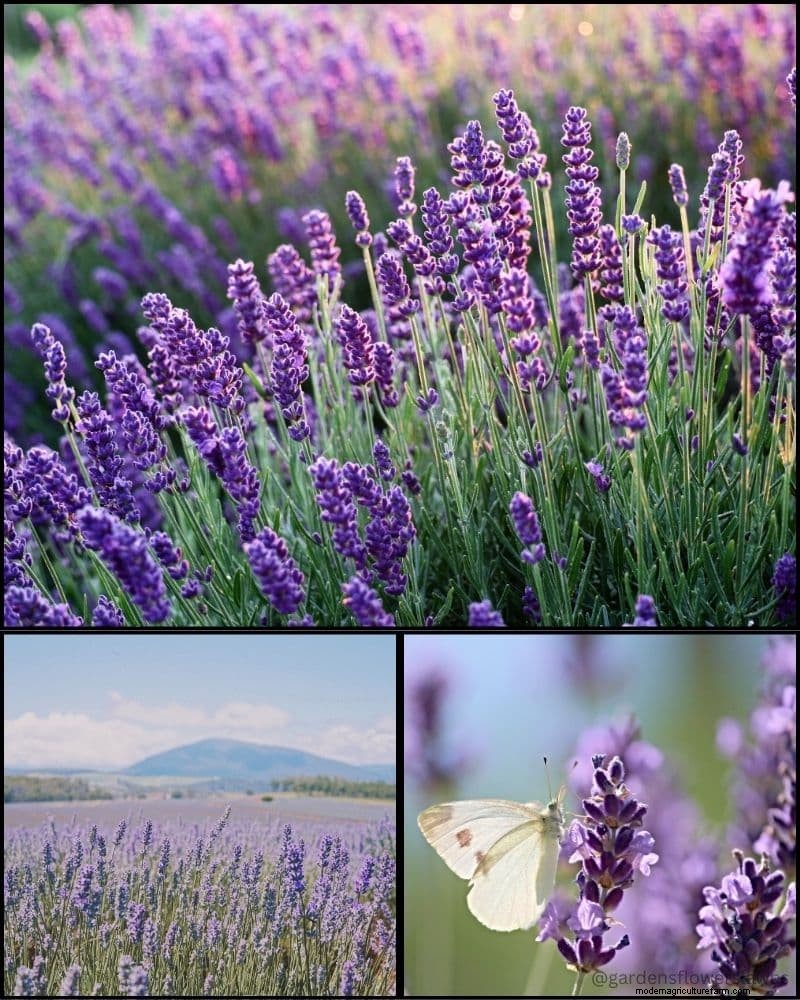 Mosquito-Repelling Plants: Create a Naturally Pest-Free Garden
