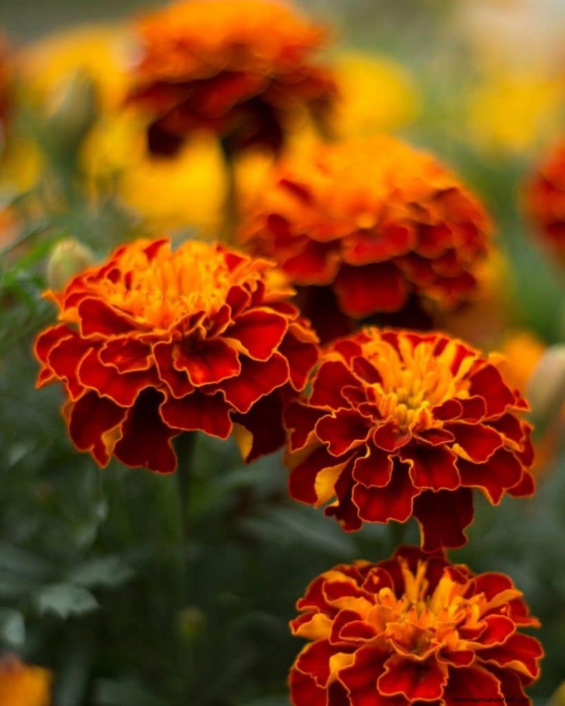 Mosquito-Repelling Plants: Create a Naturally Pest-Free Garden