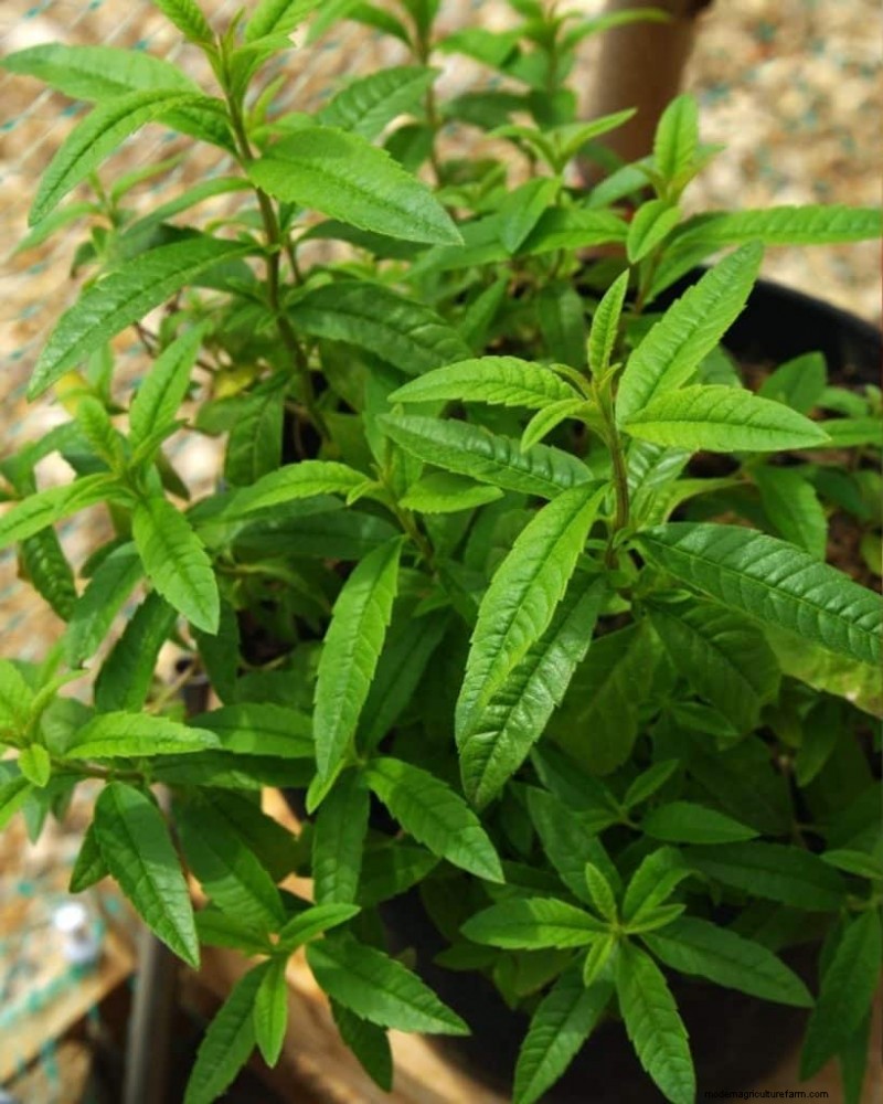 Mosquito-Repelling Plants: Create a Naturally Pest-Free Garden