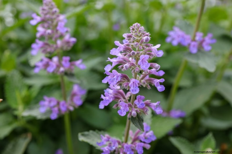 Mosquito-Repelling Plants: Create a Naturally Pest-Free Garden
