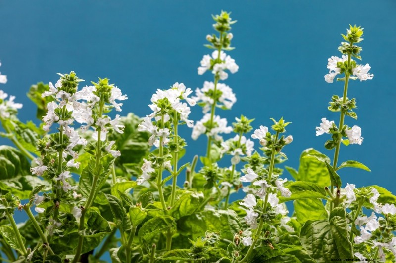 Mosquito-Repelling Plants: Create a Naturally Pest-Free Garden