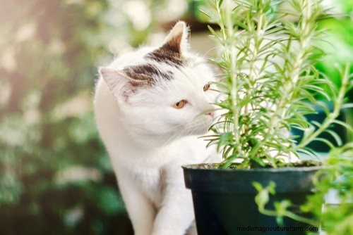 Mosquito-Repelling Plants: Create a Naturally Pest-Free Garden