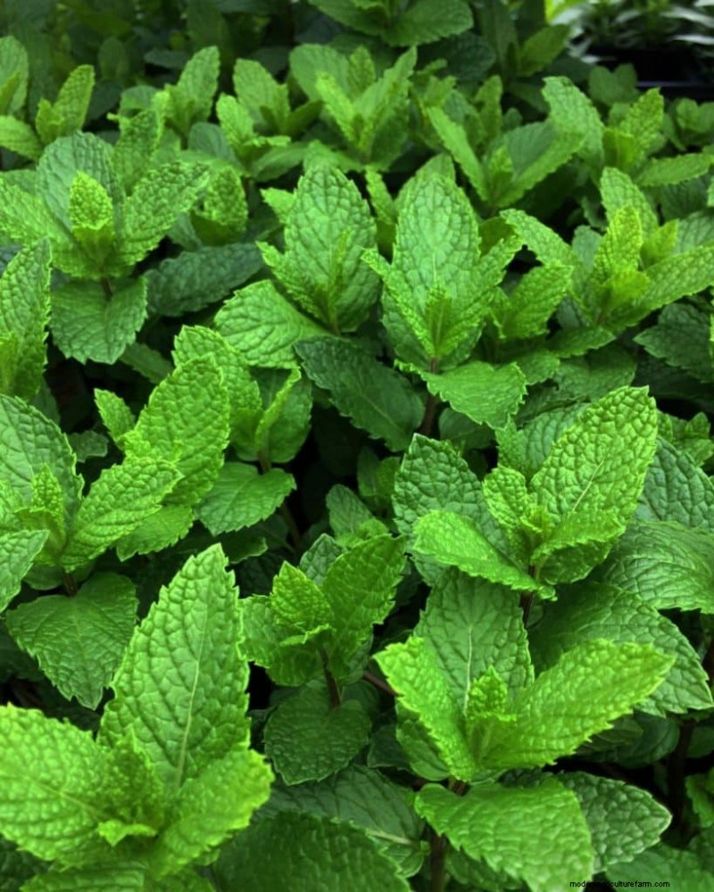 Mosquito-Repelling Plants: Create a Naturally Pest-Free Garden