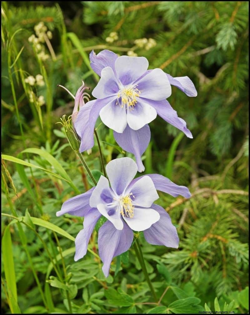 Best Shade-Tolerant Plants for Under Trees | [Year]