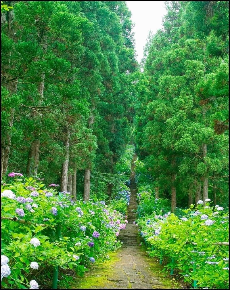 Best Shade-Tolerant Plants for Under Trees | [Year]