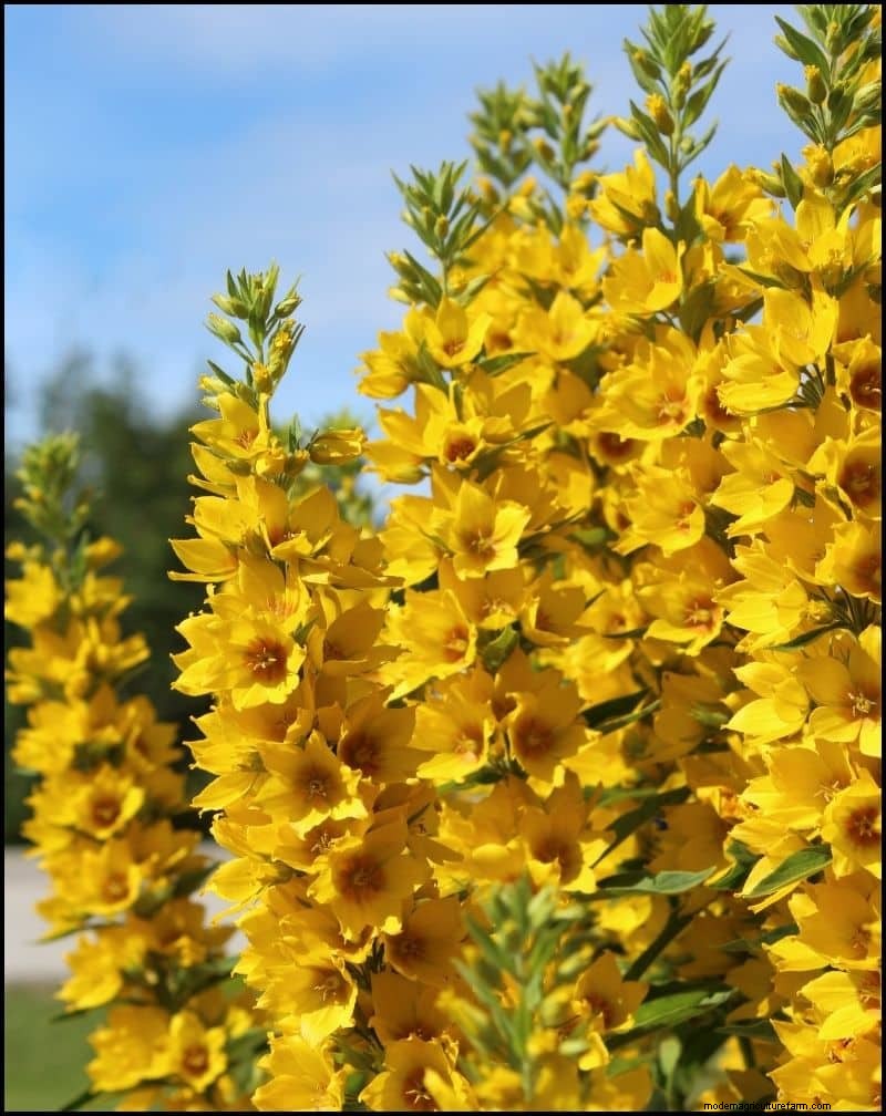 Best Shade-Tolerant Plants for Under Trees | [Year]