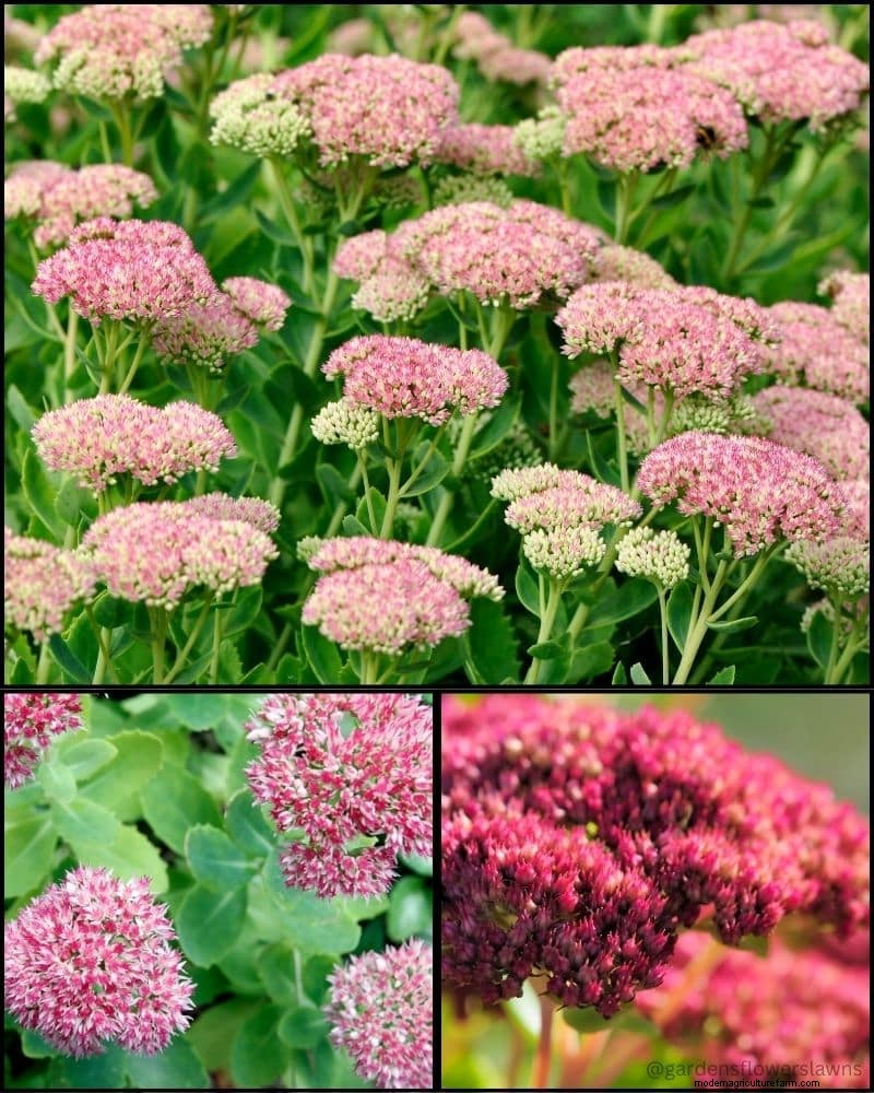 Best Shade-Tolerant Plants for Under Trees | [Year]