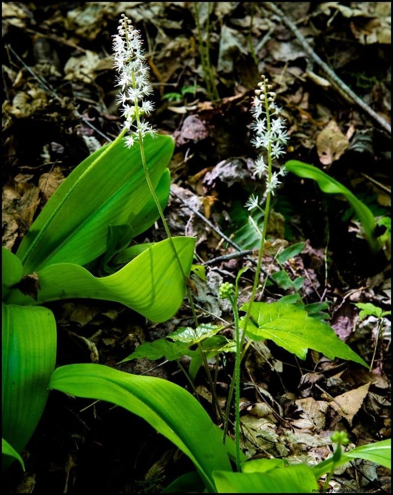 Best Shade-Tolerant Plants for Under Trees | [Year]