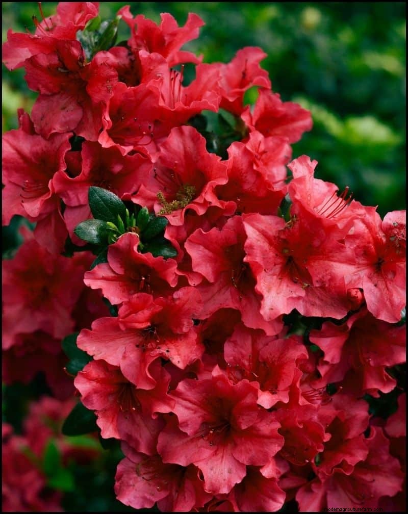 Best Shade-Tolerant Plants for Under Trees | [Year]