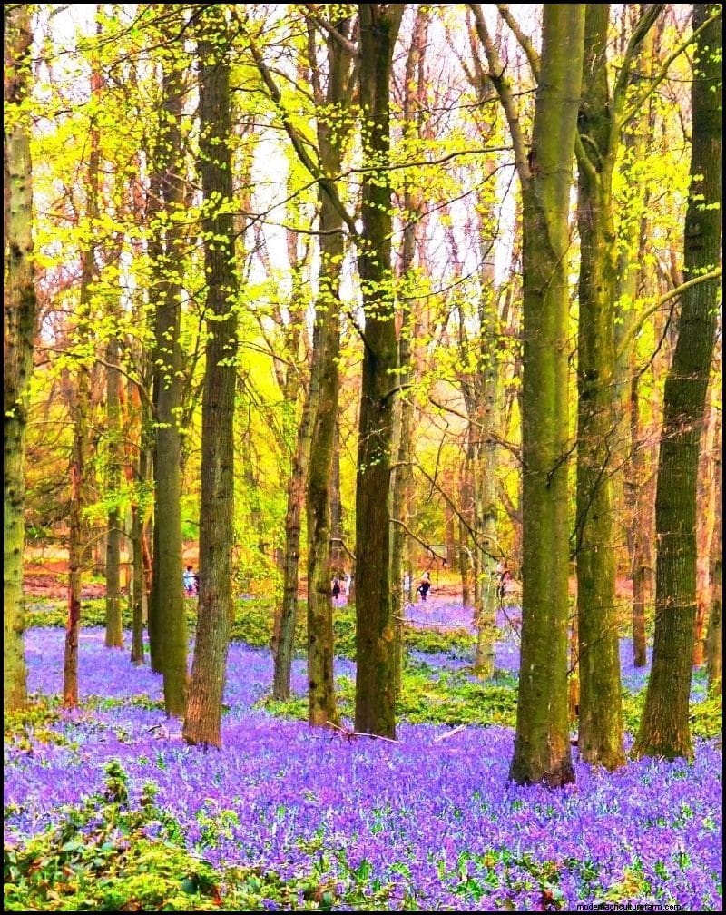 Best Shade-Tolerant Plants for Under Trees | [Year]