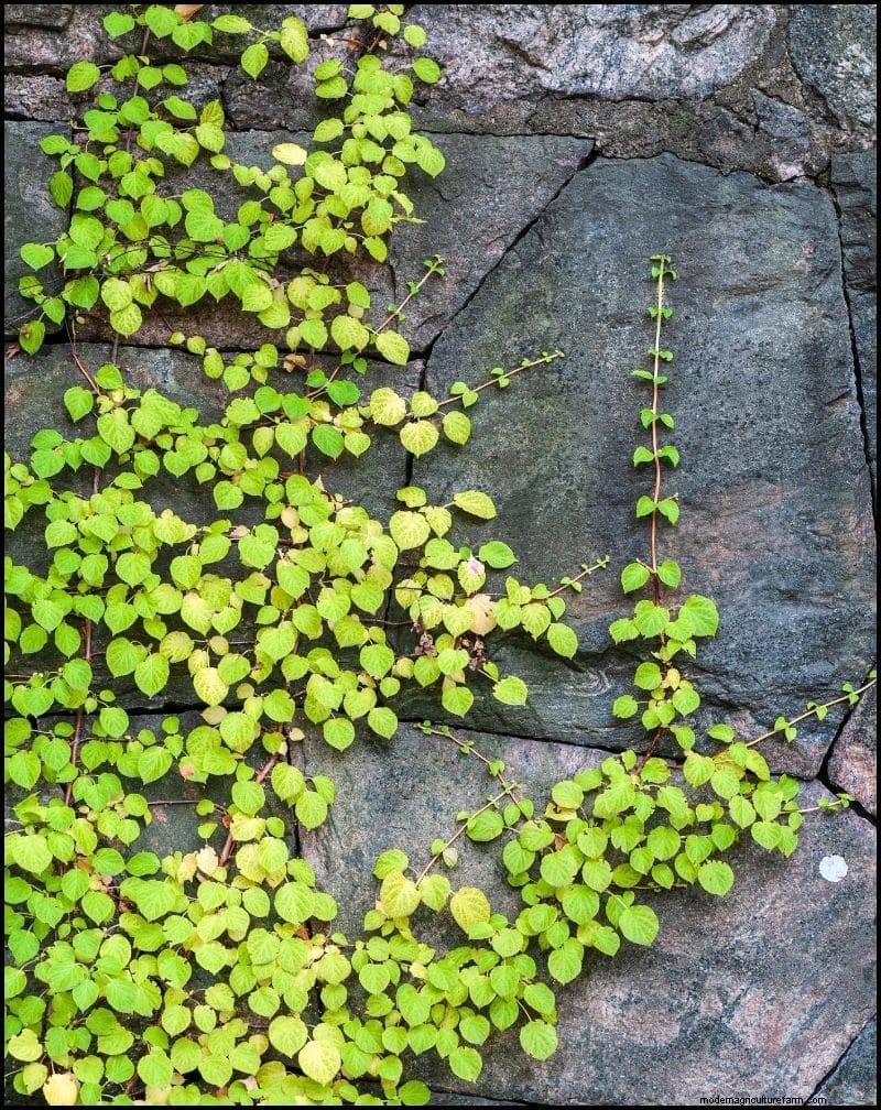 Best Shade-Tolerant Plants for Under Trees | [Year]