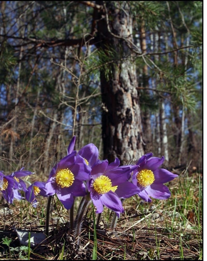 Best Shade-Tolerant Plants for Under Trees | Garden Guides