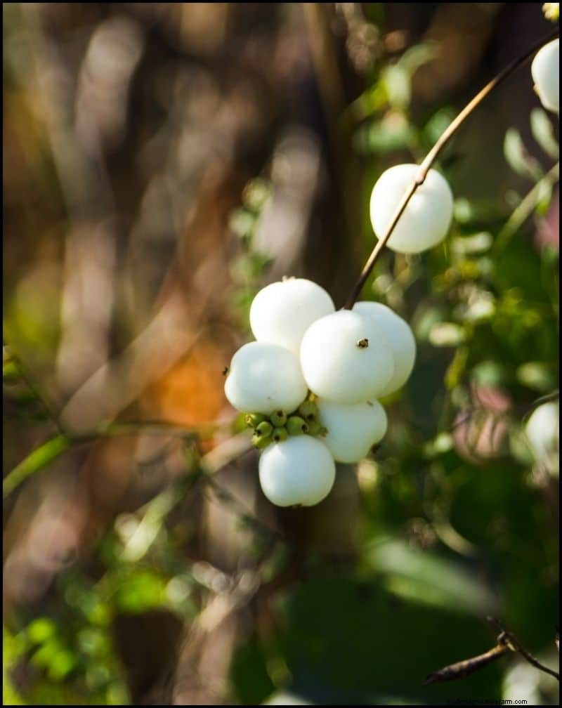 Best Shade-Tolerant Plants for Under Trees | Garden Guides