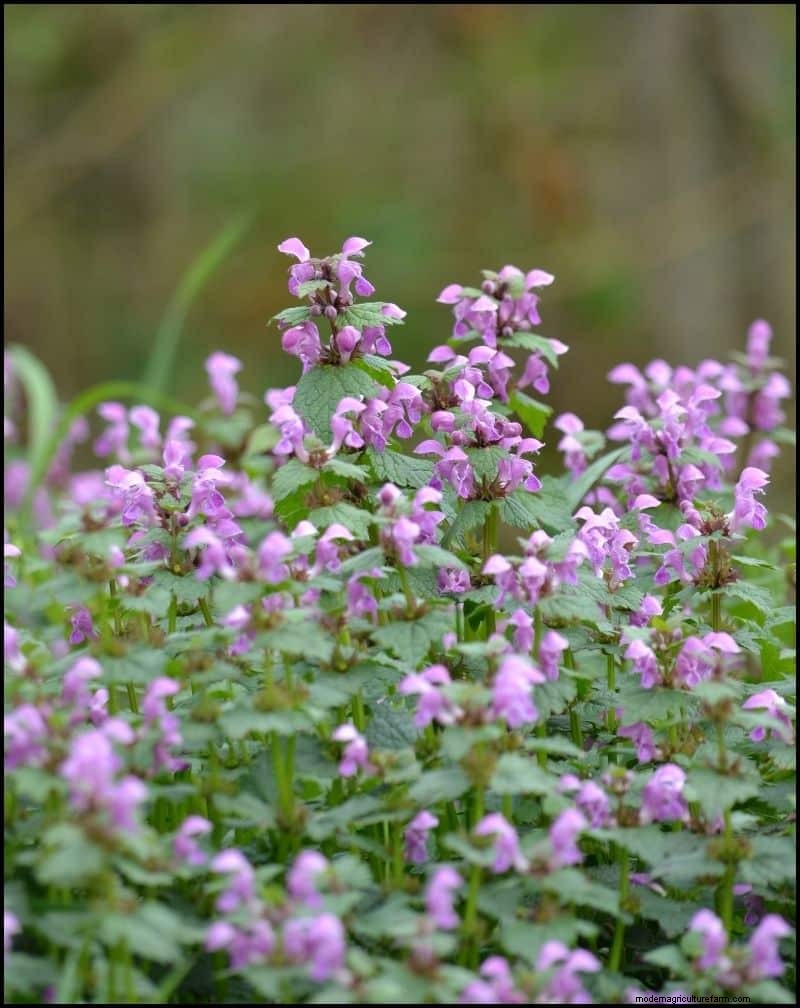 Best Shade-Tolerant Plants for Under Trees | Garden Guides