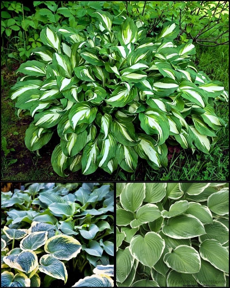 Best Shade-Tolerant Plants for Under Trees | Garden Guides