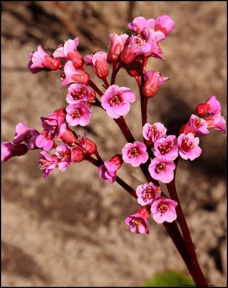 Best Shade-Tolerant Plants for Under Trees | Garden Guides