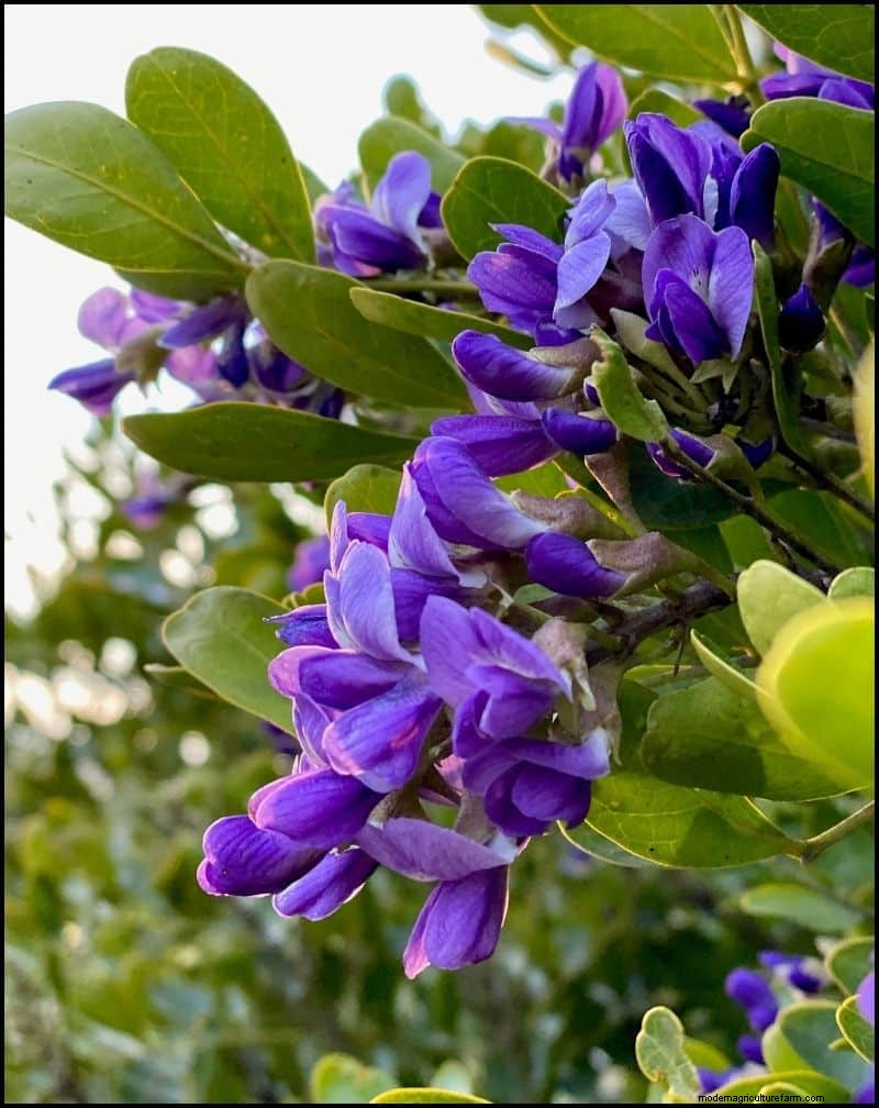 Best Shade-Tolerant Plants for Under Trees | Garden Guides