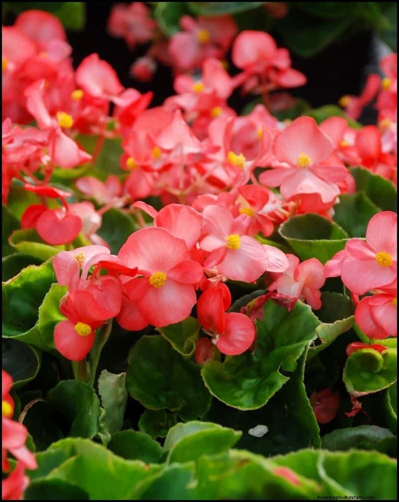 Best Shade-Tolerant Plants for Under Trees | Garden Guides