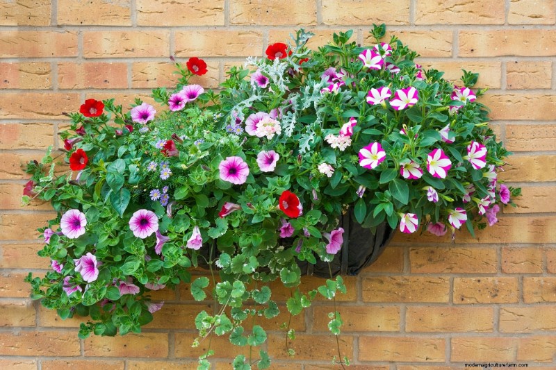 Best Shade-Tolerant Plants for Under Trees | Garden Guides