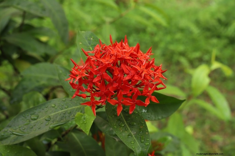 Best Shade-Tolerant Plants for Under Trees | Garden Guides
