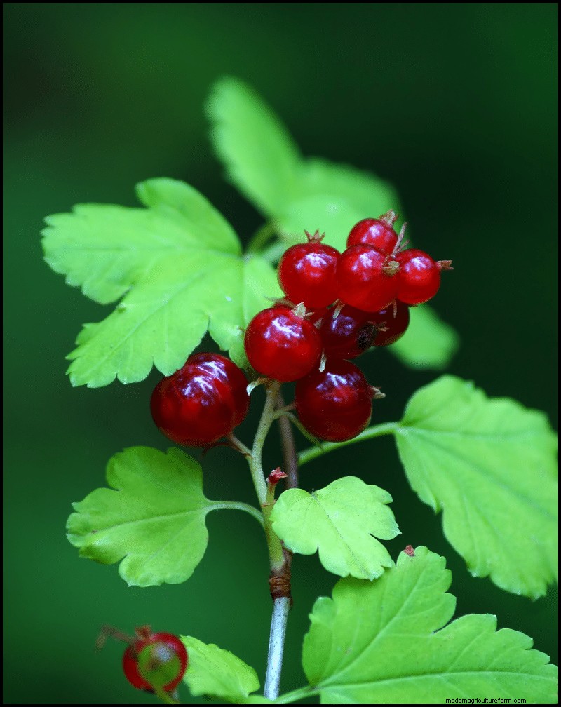 Best Shade-Tolerant Plants for Under Trees | Garden Guides