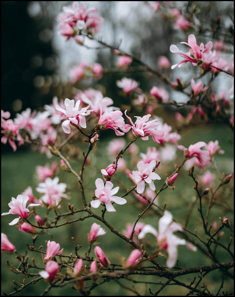 Best Shade-Tolerant Plants for Under Trees | Garden Guides