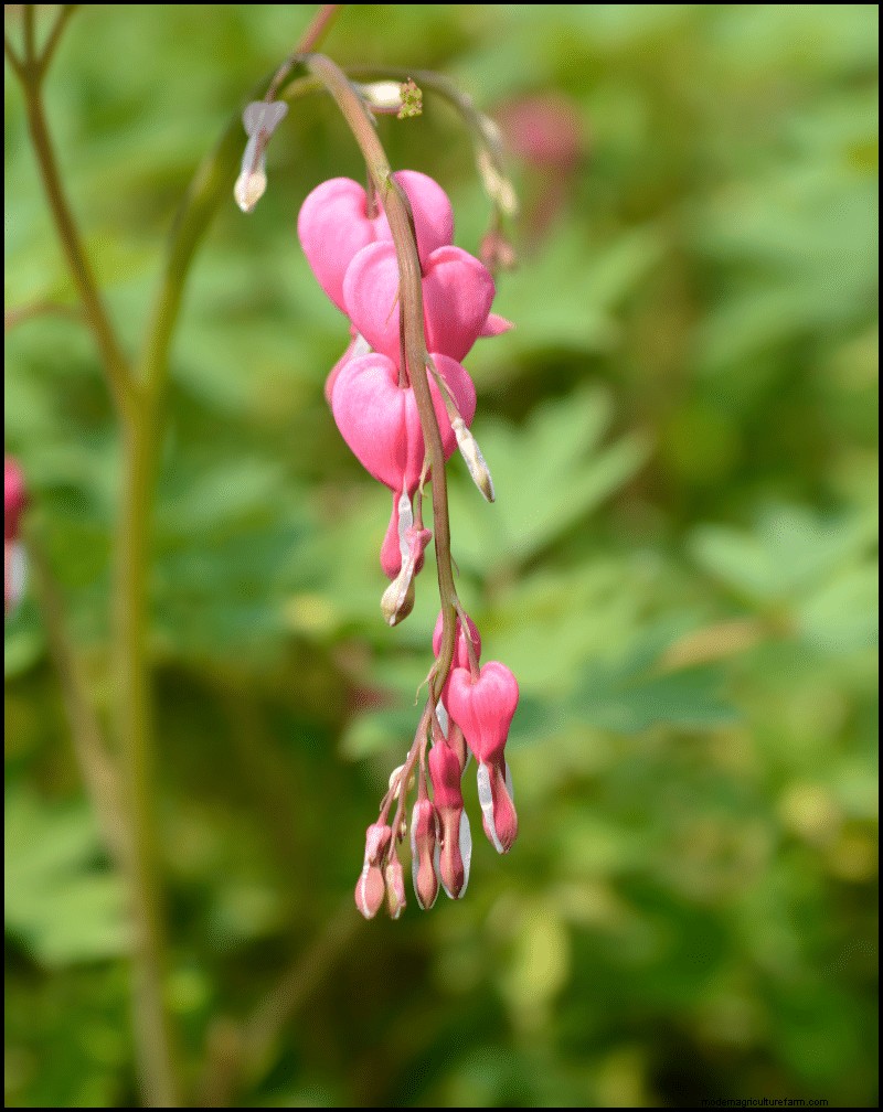 Best Shade-Tolerant Plants for Under Trees | Garden Guides