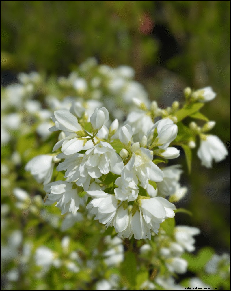 Best Shade-Tolerant Plants for Under Trees | Garden Guides