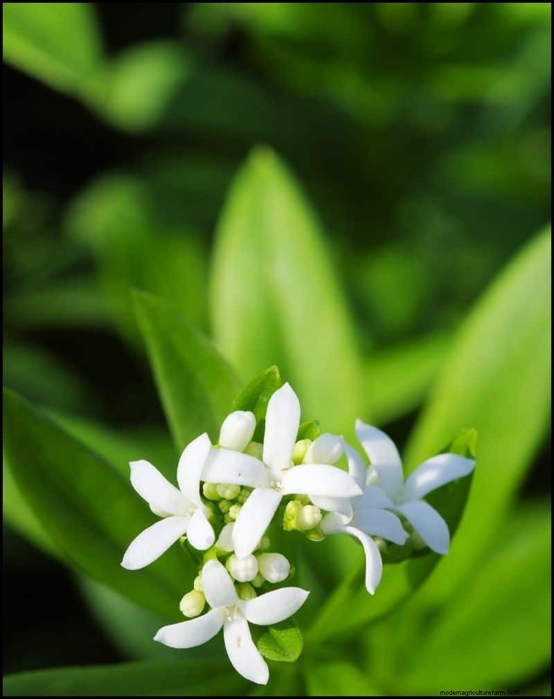 Best Shade-Tolerant Plants for Under Trees | Garden Guides