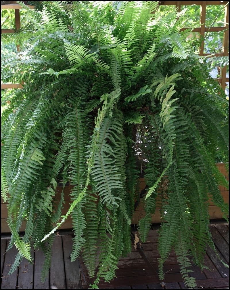 Best Shade-Tolerant Plants for Under Trees | Garden Guides