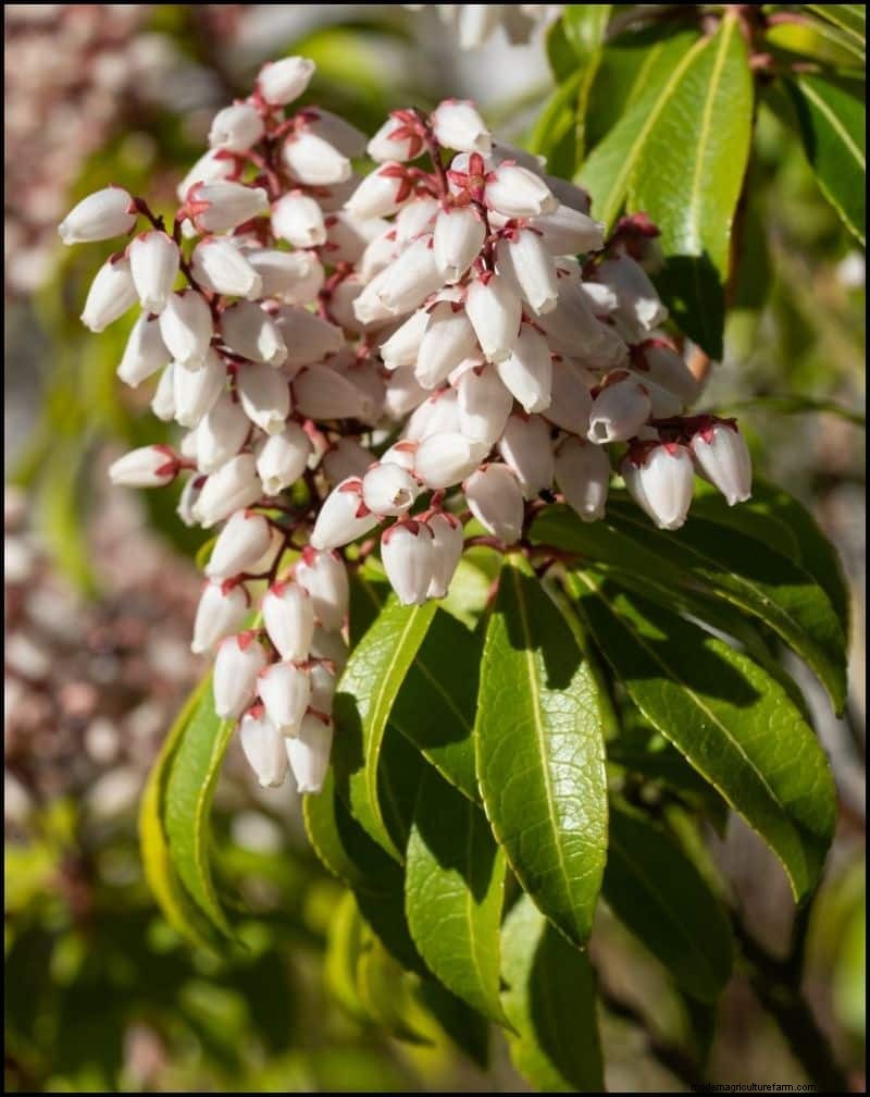 Best Shade-Tolerant Plants for Under Trees | Garden Guides
