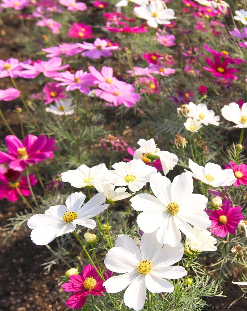 Self-Seeding Plants: 17 Varieties for a Low-Maintenance Garden