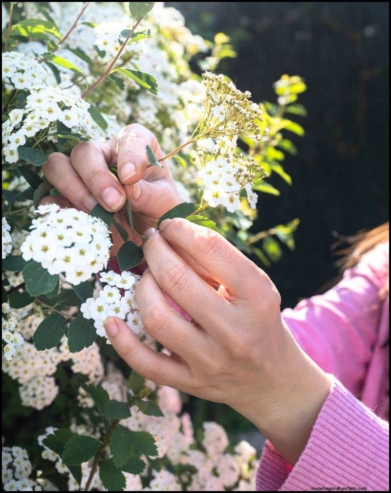 Self-Seeding Plants: 17 Varieties for a Low-Maintenance Garden
