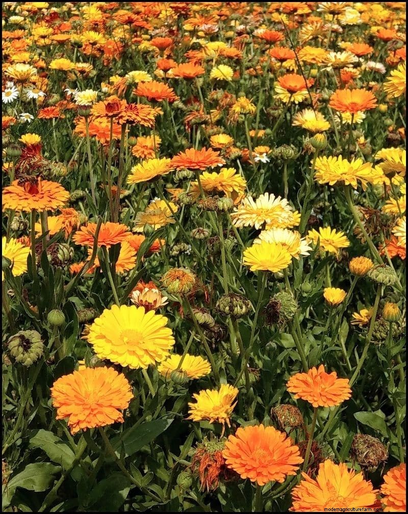 Self-Seeding Plants: 17 Varieties for a Low-Maintenance Garden