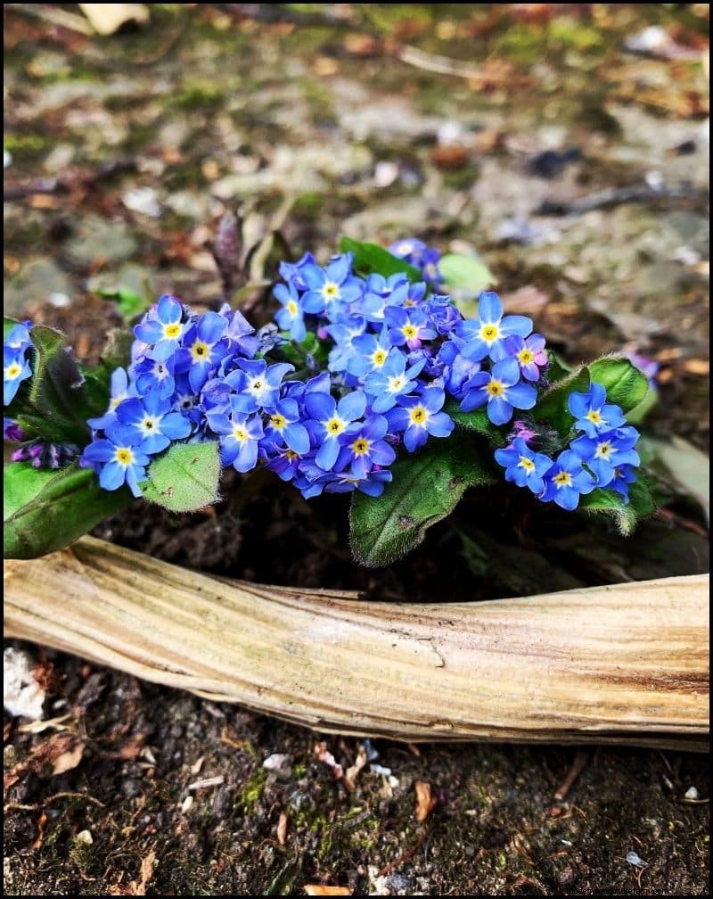 Self-Seeding Plants: 17 Varieties for a Low-Maintenance Garden