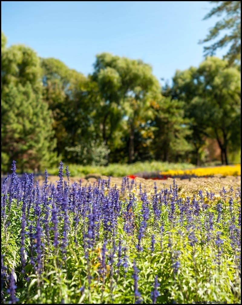 Self-Seeding Plants: 17 Varieties for a Low-Maintenance Garden