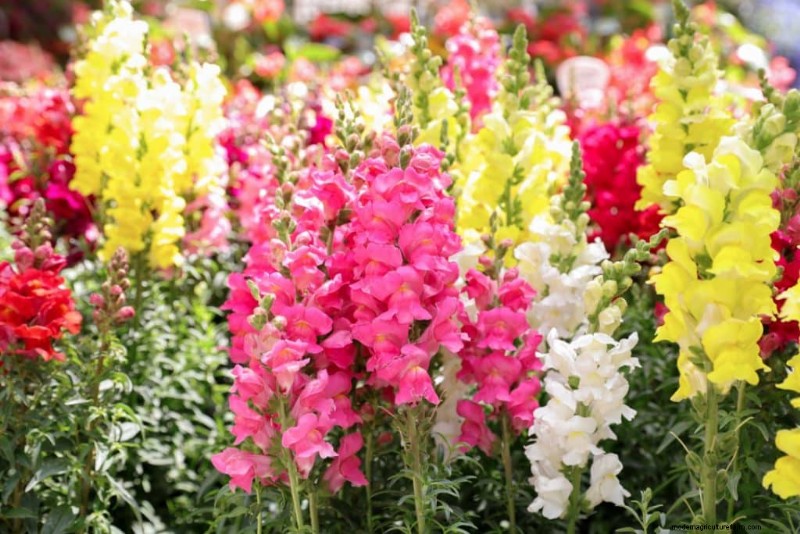 Self-Seeding Plants: 17 Varieties for a Low-Maintenance Garden