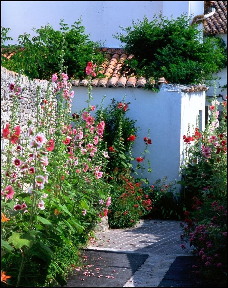 Self-Seeding Plants: 17 Varieties for a Low-Maintenance Garden