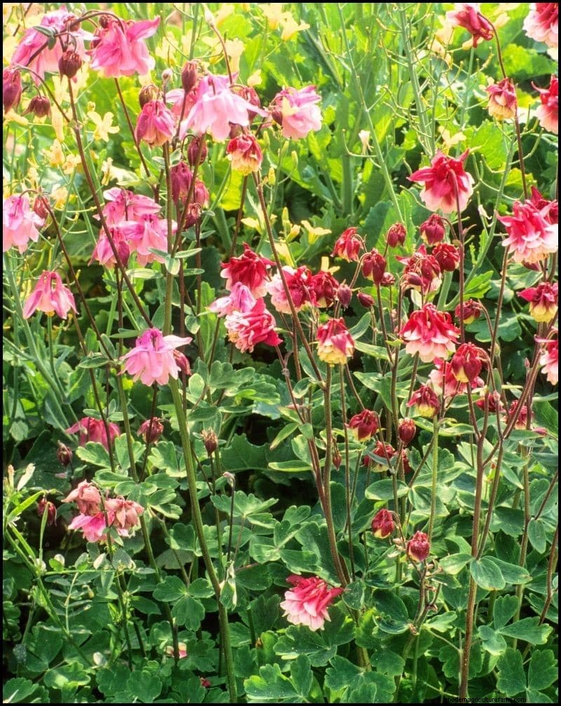 Self-Seeding Plants: 17 Varieties for a Low-Maintenance Garden