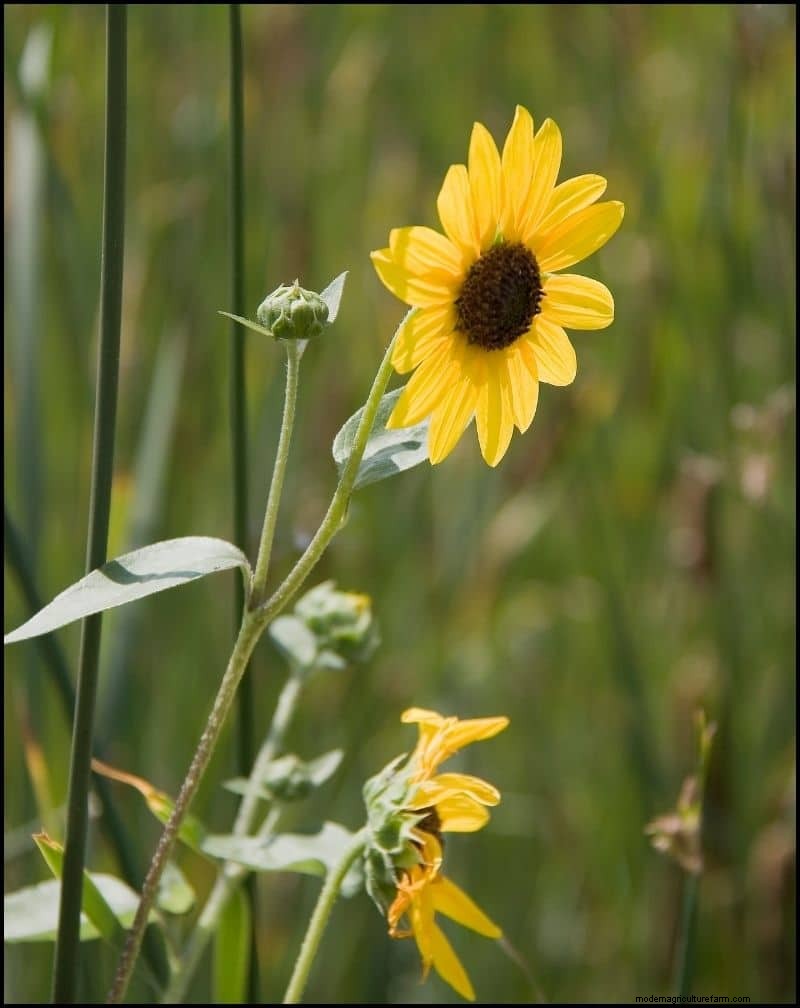 Self-Seeding Plants: 17 Varieties for a Low-Maintenance Garden