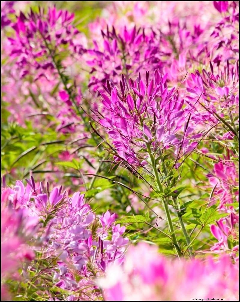 Self-Seeding Plants: 17 Varieties for a Low-Maintenance Garden