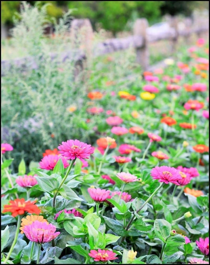 Self-Seeding Plants: 17 Varieties for a Low-Maintenance Garden