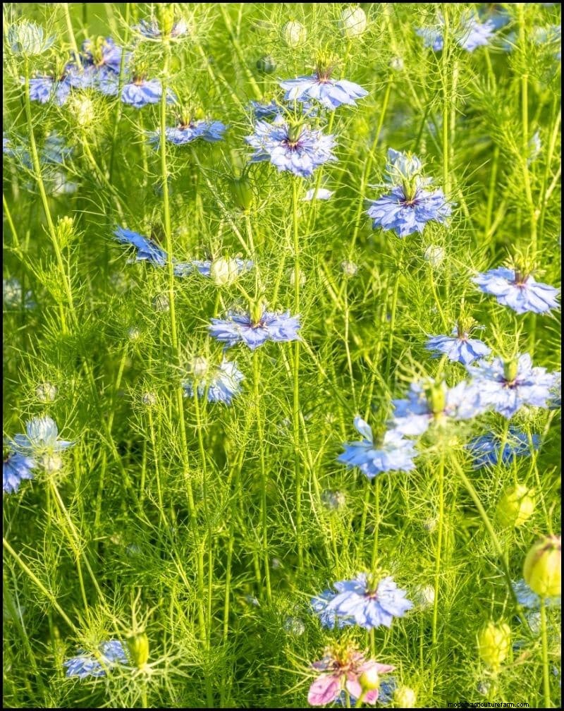 Self-Seeding Plants: 17 Varieties for a Low-Maintenance Garden